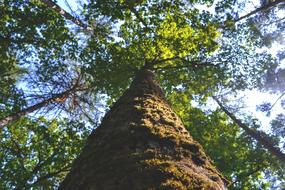 Forest Nature