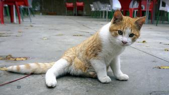 incredible red Cat Feline