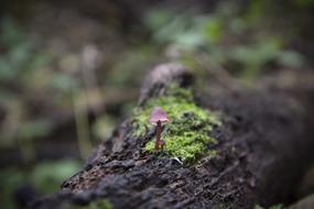 Mushroom Nature Wood