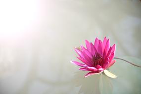 Flora Flower Lotus