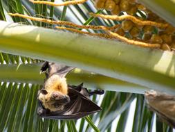 bat on a palm leaf in the Maldives