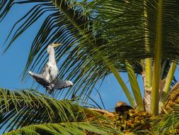 wildlife Grey Heron Bird