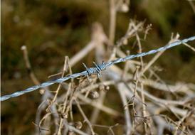 Barbed Wire Fence and Marsh