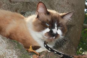 sleeping lazy cat with a collar