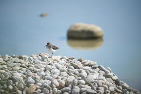 kentish plover on a white pebbles