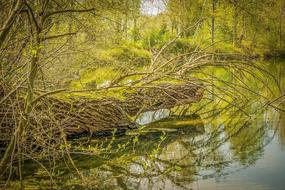 Tree Log Lake