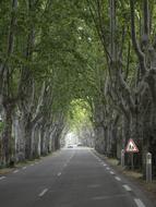 Plane Trees Tree Avenue