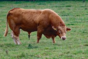 Bull Cattle