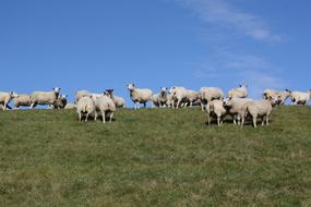 Rural Sheep Flock on hill