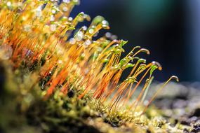 Moss Flowering Macro view