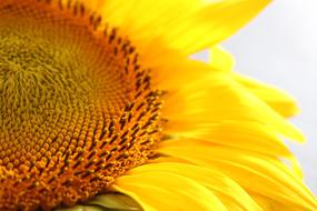 Sunflower Yellow Macro