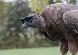 condor in sunglasses