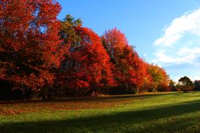 Fall Autumn Leaves