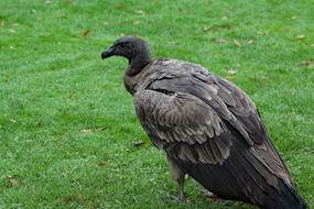 incredible Baby Condor Vulture