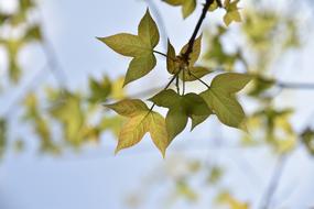 Close-up of the beautiful and colorful leaves on the branches, in the autumn