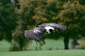 stunningly beautiful Spectacled Owl Bird
