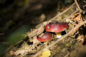 Mushroom Red Pigeon