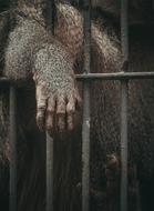 ape hand in the zoo