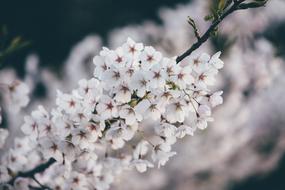 Bloom Blossom Flora