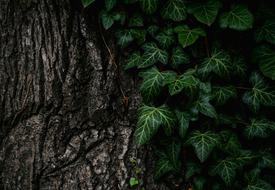 Leaves Nature Plant