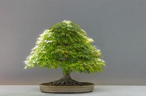 Bonsai Plant Japan Maple