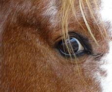 incredible Horse Eye Mane