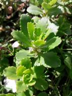 Kalanchoe Nature Flower