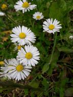 Chamomile Flower
