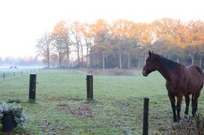 Horse on foggy Pasture