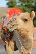 desert camel in India