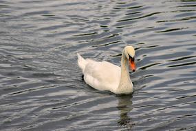 White swan swims on the lake in spring
