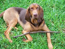 Bloodhound Dog with a stick on the green grass