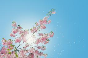 Bloom Blossom Flora