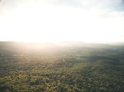 Forest Nature Sun