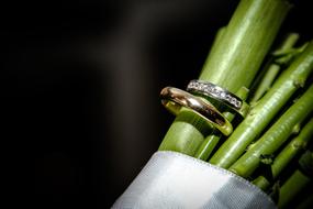 rings on a green plant