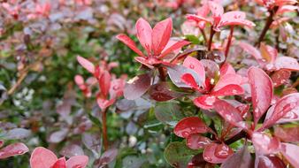 Foliage Red