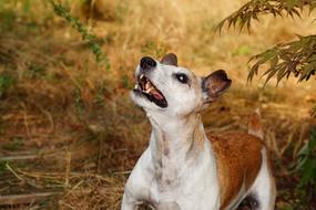 portrait of the puppy jack russell in the autumn forest