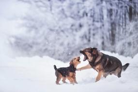 two dogs play on snowy Winter