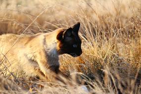 gorgeous Kitten Siamese