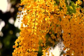 Autumn Nature Bright macro blur