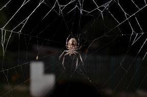 Close-up of the colorful spider on the cobweb, among the darkness