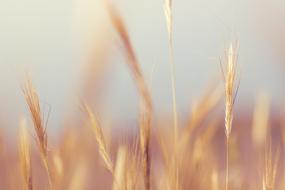 Grass Macro Nature