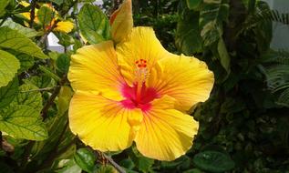 Plant Flower Hibiscus Yellow