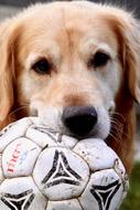 Beautiful and cute Golden Retriever bird, with the colorful soccer ball