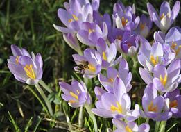 Crocus Bee Flower