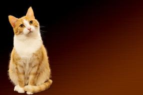 red attentive cat on a brown background