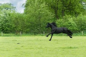 running black horse
