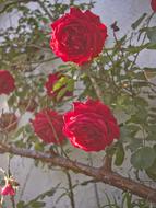 red blooming Flowers Nature