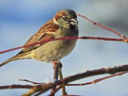 sparrow Bird at Winter Nature