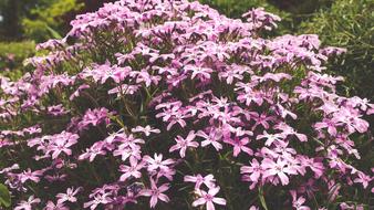 Bloom Blossom Flora
